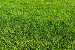 How to Choose the Best Lawn Grading Company - Accurate Lawn Leveling